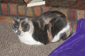 Missy 3